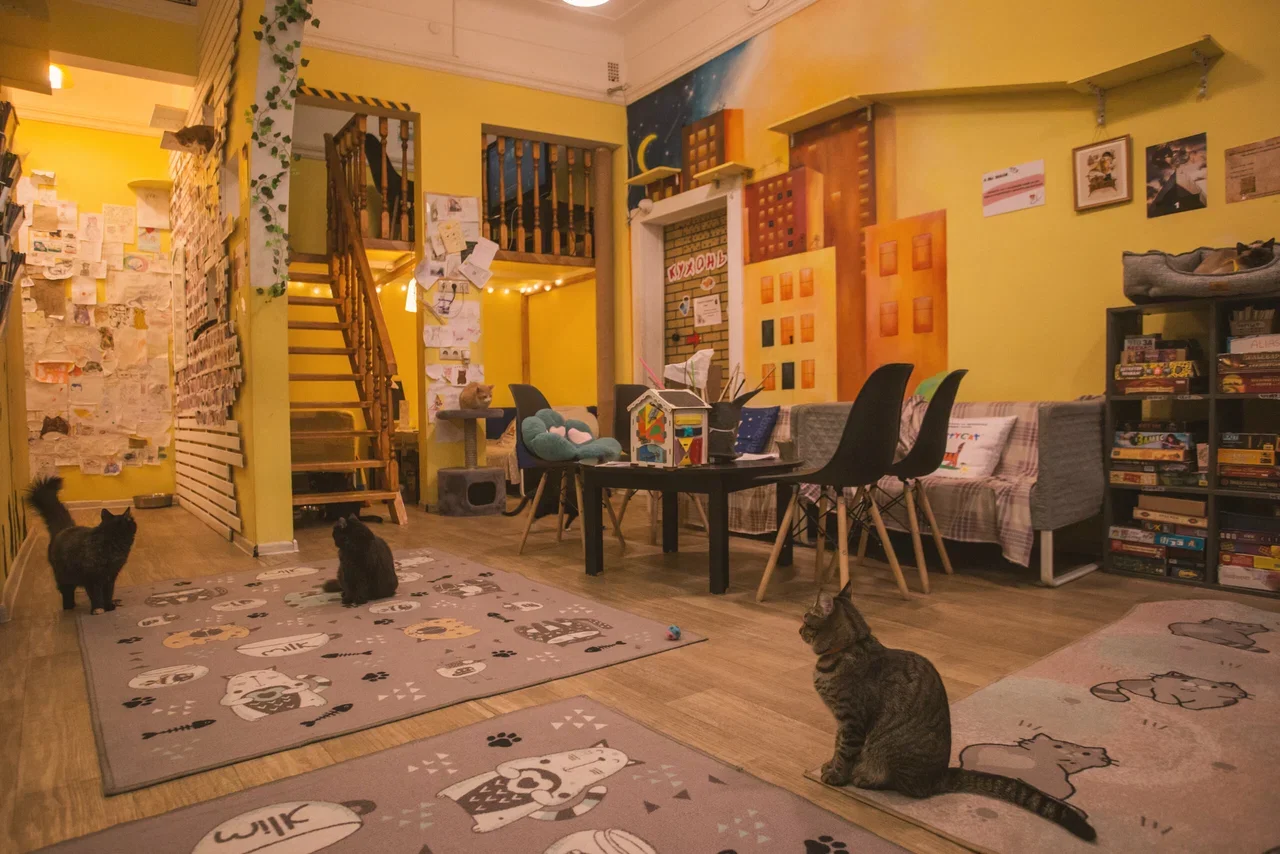 Фото Антикафе "Котофейня" - развлечение в Москве | Досугатор